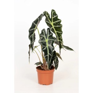 Alocasia Polly en pot de 12 cm : Plante verte aux feuilles distinctives en forme de flèche.