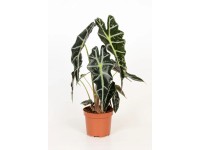 Alocasia Polly Topf 12 cm