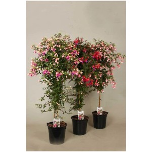 Fuchsia Bella Fuchsia sur tige en pot, env. 80 cm de haut, avec des fleurs bicolores.