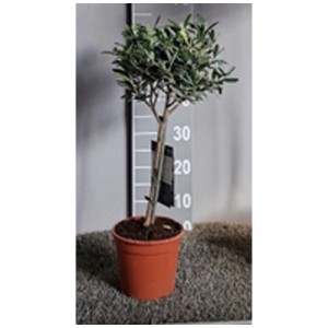 Olivo Olea europaea in vaso, forma a fusto, ideale per terrazzi e balconi.