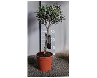 Olivenbaum Olea europaea Stamm Topf  17 cm