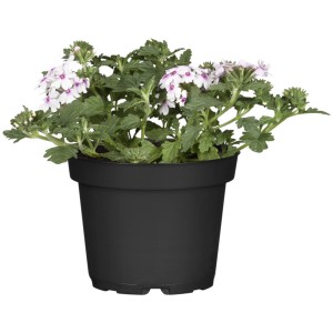 GROW by OBI Verveine en pot, Verbena Hybrida avec des fleurs blanches et des feuilles vertes.