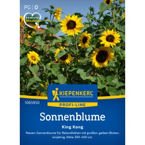 Graines de tournesol Kiepenkerl 'King Kong' avec de grandes fleurs jaunes dans le jardin.