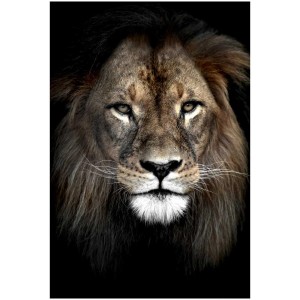 Quadro su tela: Leone, 45x65 cm. Primo piano della testa di leone su sfondo scuro.