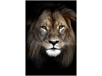 Leinwandbild Canvas Lion 45 x 65 cm