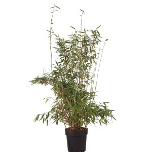 Bambou de jardin 'Jumbo' en pot, hauteur env. 60-80 cm, idéal pour brise-vue.