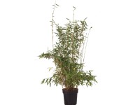 Gartenbambus Jumbo Fargesia murielae Topf ca. 6 l / Höhe ca. 60 - 80 cm Gartenbambus Jumbo Fargesia murielae Topf ca. 6 l / Höhe ca. 60 - 80 cm