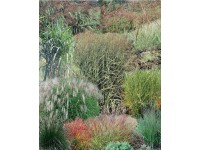 Gräser-Mix Gräser-Mix