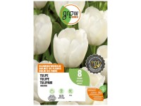 GROW by OBI Tulpe Hakuun Weiss 50 cm / 8 Stk.