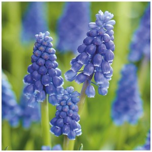 Gros plan sur la jacinthe de raisin bleue Armeniacum de GROW by OBI, une fleur printanière.