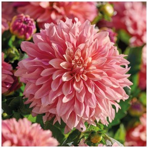 Primo piano: Dalia rosa 'Garden Desire' di Grow by OBI. Bulbo decorativo con fiori pieni.
