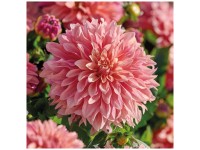 Grow by OBI Dahlie Garden Desire Rosa 1 Stk. Grow by OBI Dahlie Garden Desire Rosa 1 Stk.
