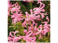 GROW by OBI Nerine Bowdenii Rosa 2 Stk. GROW by OBI Nerine Bowdenii Rosa 2 Stk.