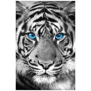 Maxiposter Tiger Blue Eyes, 61x91,5 cm: Detailaufnahme eines Tigers mit leuchtend blauen Augen.