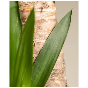 Gros plan d'un petit yucca elephantipes, plante d'intérieur avec feuille verte et tronc marron.
