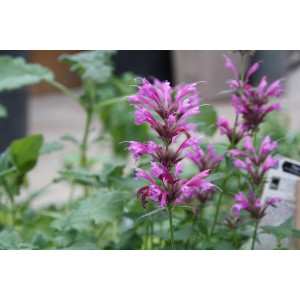 Agastache mexicaine Blu en pot avec des fleurs roses décoratives.