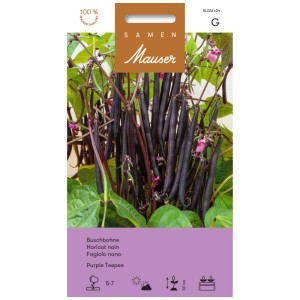 Seme Mauser Fagiolo nano Purple Teepee con fagioli viola.