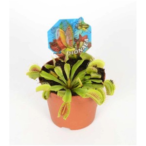 Venusfliegenfalle (Dionaea muscipula) im Topf, eine exotische, fleischfressende Zimmerpflanze mit roten Akzenten.