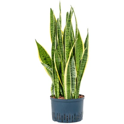 Plante hydrophile sansevière Laurenti Sansevieria pot Ø 22-25 cm / H 70-80 cm