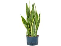 Hydropflanze Bogenhanf Laurenti Sansevieria Topf Ø 22 - 25 cm / Höhe 70 - 80 cm
