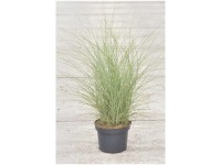 Chinaschilf Miscanthus sinensis Morning Light Container 6 l Chinaschilf Miscanthus sinensis Morning Light Container 6 l