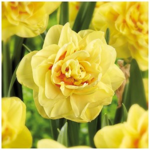 Gelbe, gefüllte Narzisse 'Sunny Day' von GROW by OBI, 8 Stück Blumenzwiebeln für Beet und Kübel.