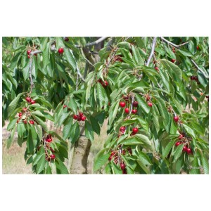 Cerisier bio Regina avec des cerises rouges mûres et des feuilles vertes.