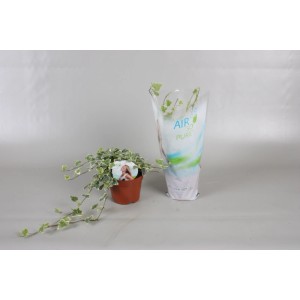 Lierre 'White Wonder' en pot (Ø 13 cm), plante grimpante d'intérieur facile d'entretien.
