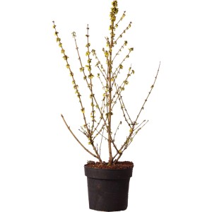 Forsythia 'Goldrausch' en pot, env. 100 cm de haut, avec de délicates fleurs jaunes.