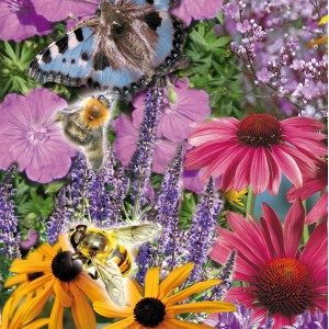 Plantes vivaces pour abeilles et papillons avec insectes, variétés diverses en pot.