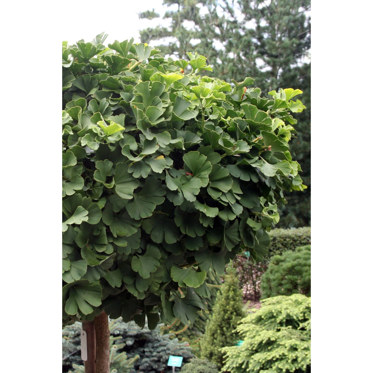 Ginkgobaum "Biloba", Fächerbaum "Biloba" Grün 10 l kaufen bei OBI
