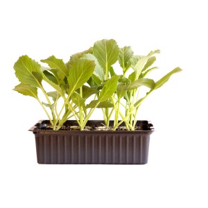 Jeunes plants de chou blanc bio en barquette de 12, idéal pour le jardin.