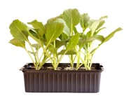 Kabis Weiss Bio 12er-Schale