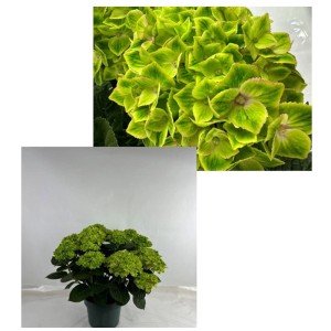 Hortensia verte Hydrangea Hi Mira en pot (Ø 23cm) avec des fleurs luxuriantes.