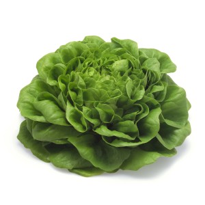 Laitue à couper Blu Bio (Lactuca) fraîche et verte en pot, idéale pour les salades.