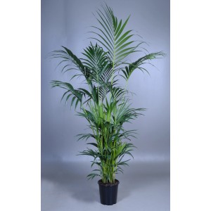 monstera kytka Monstera Deliciosa with Metal Self Watering Pot – Kyari.co main image 1