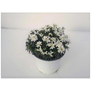 Iberis sempervirens, fiore a ombrello bianco in vaso.