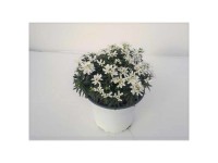 Schleifenblume Iberis sempervirens Weiss Topf Ø 14 cm / 1 Stk.