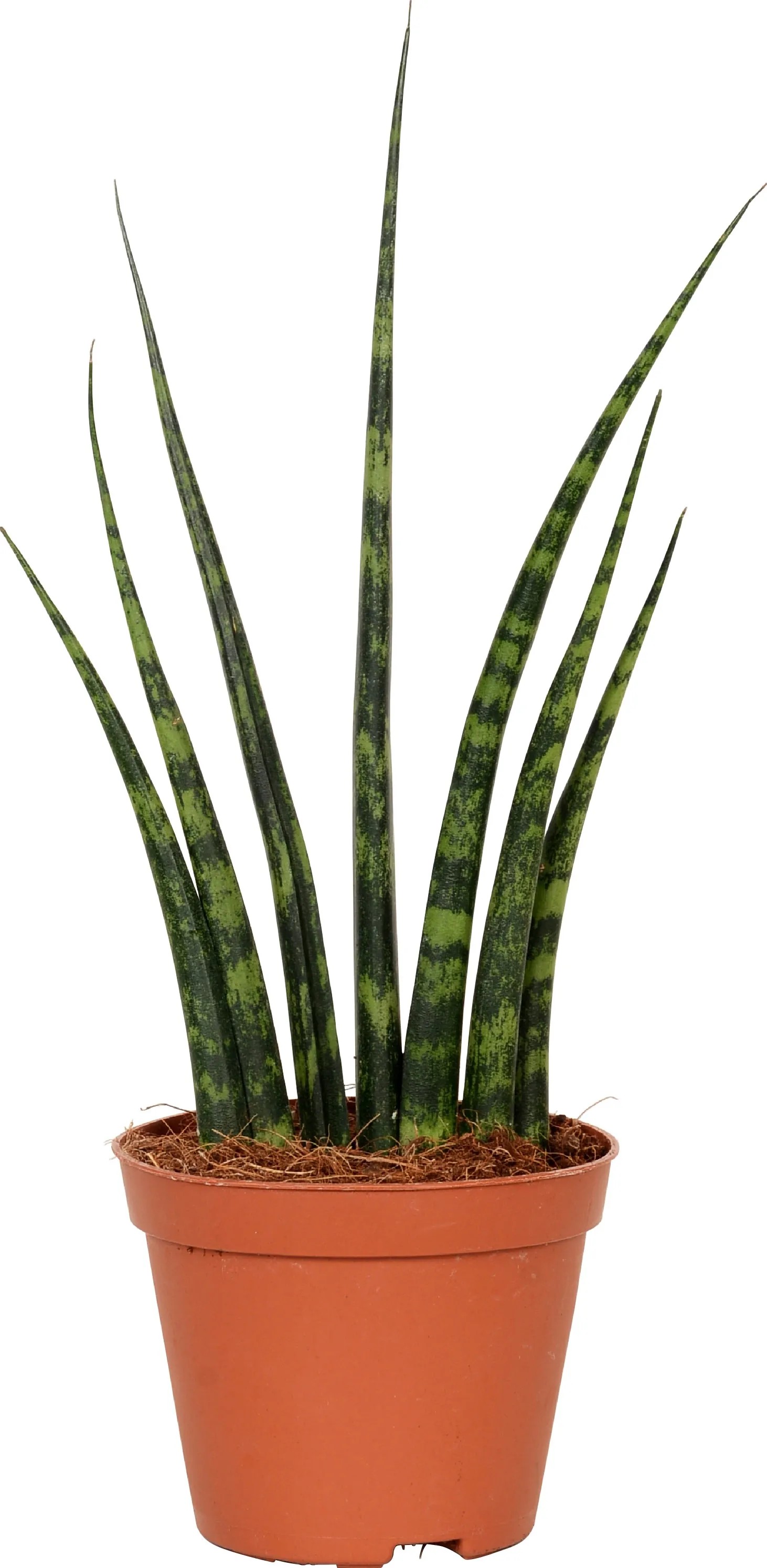 Bogenhanf Sansevieria cylindrica Mix Topf  8 cm / 1 Stk.