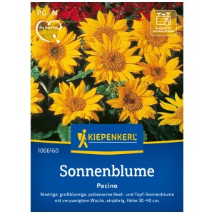Graines de tournesol Kiepenkerl Pacino, fleurs jaunes, adaptées aux plates-bandes et aux pots.