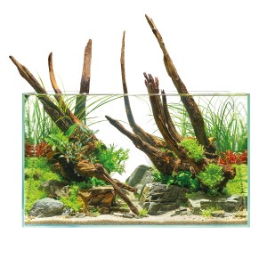 Aquarium Oase ScaperLine 60 avec aménagement aquascape, plantes et bois décoratif.