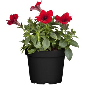 Pétunia rouge en pot, idéale pour plantes suspendues et jardinières. Fleur d'été en lot de 6.
