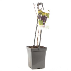 Jeune vigne Vitis vinifera en pot de 20 l, hauteur 60-80 cm.