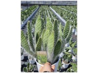 Feigenkaktus Blue Ale Opuntia orbiculata Topf Ø 19 cm / Höhe 20 - 30 cm