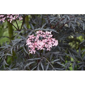 Sambuco Black Lace con fogliame scuro e fiori rosa, altezza circa 40-50 cm in vaso da 6 l.