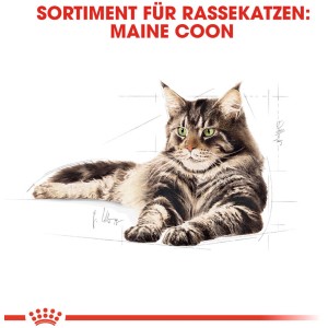 Disegno di un gatto Maine Coon sdraiato. Alimento per gatti Royal Canin per Maine Coon.
