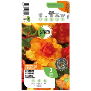 Grow by OBI Begonia Picotee Giallo/Rosso, 3 pezzi. Bulbo da fiore con fiori giallo-rossi.