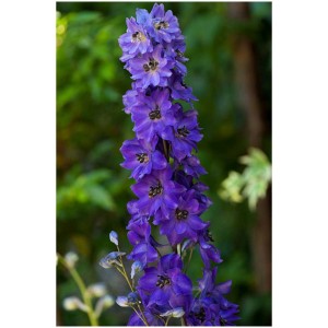 Variété de plantes vivaces violettes en fleurs en pot de 5 l, adaptée comme fleur coupée.