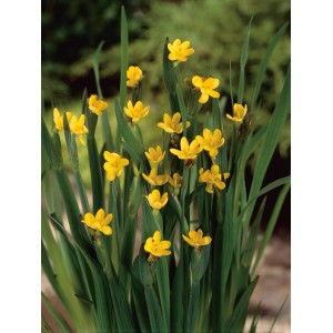 Sisyrinchium californicum giallo in vaso, ideale per laghetti da giardino.