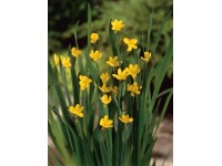 Binsenlilie Gelb Topf Ø ca. 9 cm